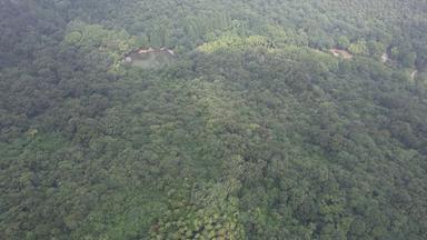 俯拍绿色植物森林滁州